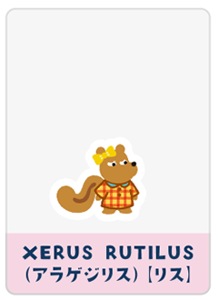 XERUS RUTILUS（リス）